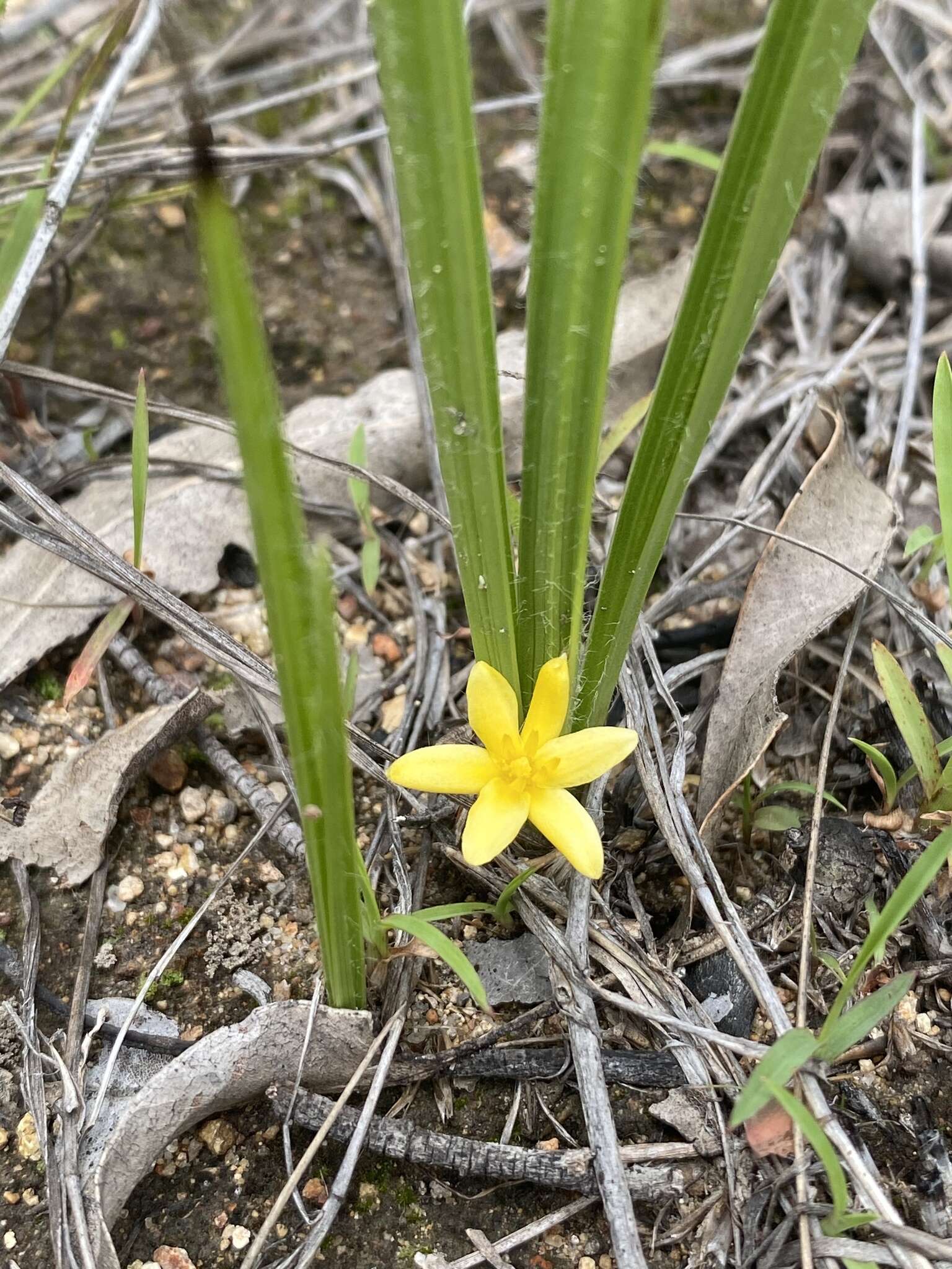 Image of Curculigo ensifolia R. Br.