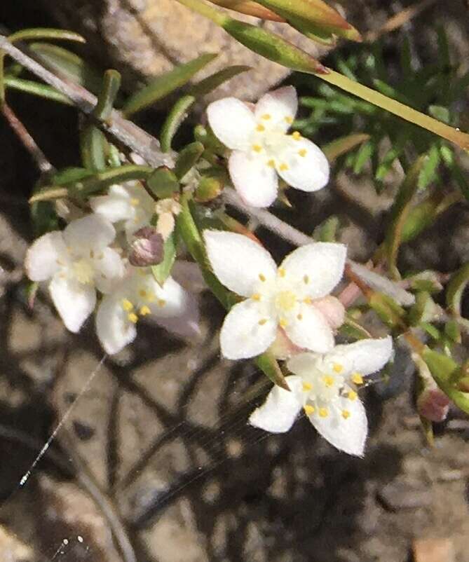 Image of Lachnaea burchellii Meissn.