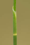 Image of Southern Umbrella Sedge