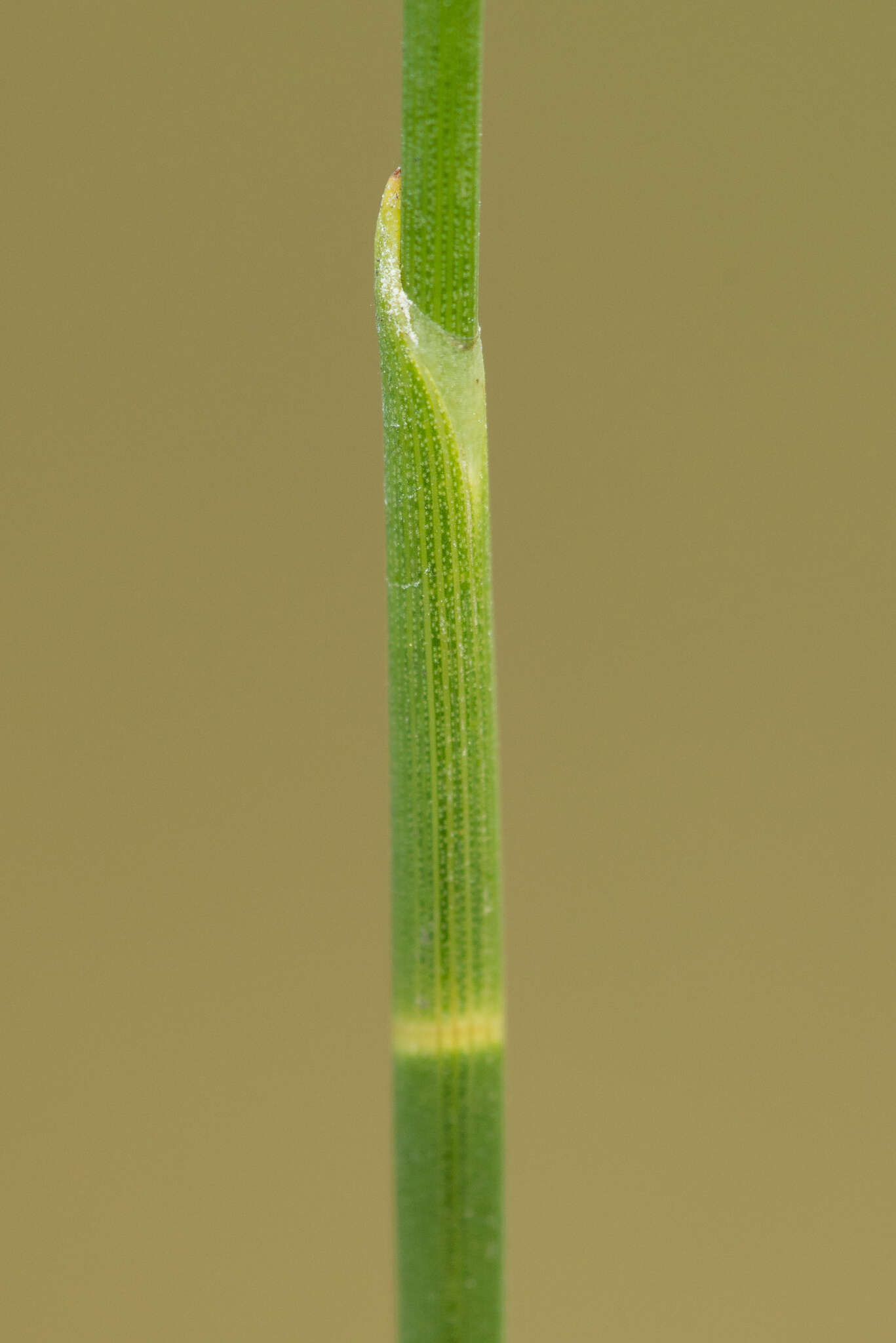 Image of Southern Umbrella Sedge