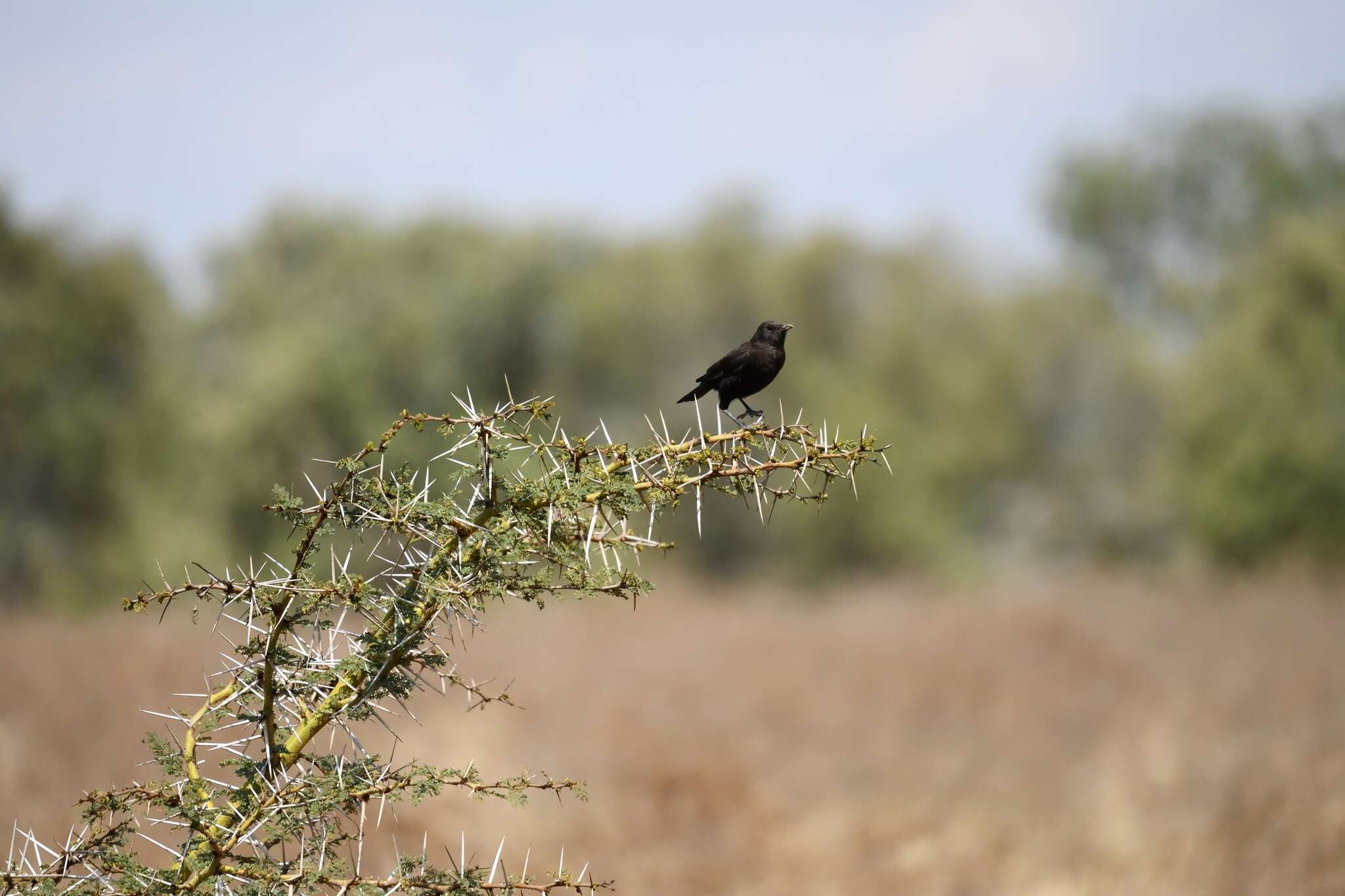 Image of Ant Chat