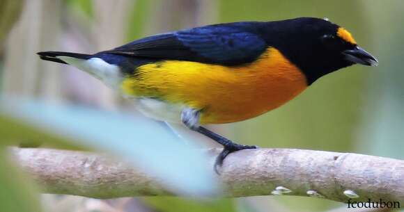 Euphonia minuta Cabanis 1849的圖片