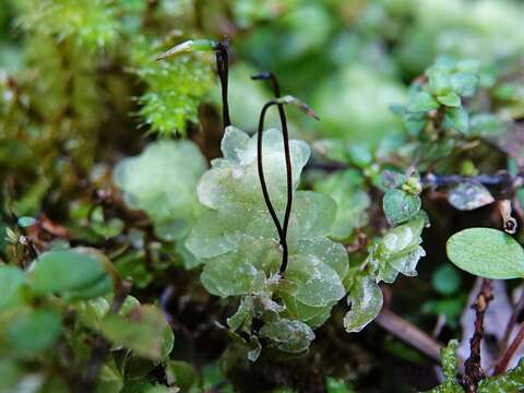 Image of Achrophyllum quadrifarium Vitt & Crosby 1972