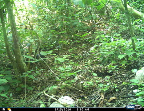 Image of Mexican Agouti