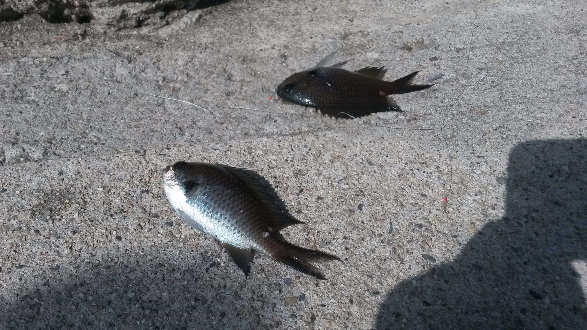 Image of Pearl-spot Chromis