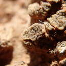 Image of Psora crystallifera (Taylor) Müll. Arg.