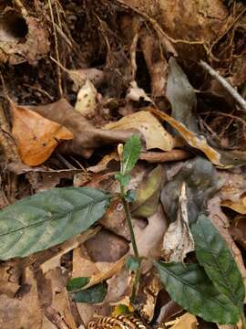 Sivun Brunoniella spiciflora (F. Muell. ex Benth.) Bremek. kuva