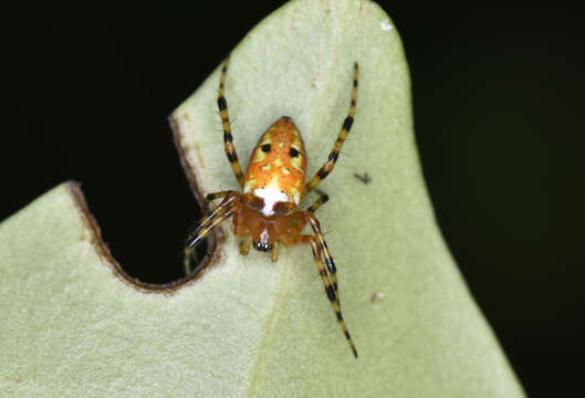 Imagem de Argiope ocula Fox 1938