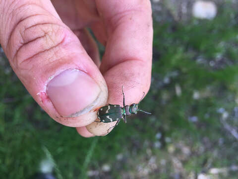 Image of Common Claybank Tiger Beetle