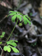 Image of Anemone raddeana Regel