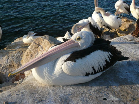 Image of Australian Pelican