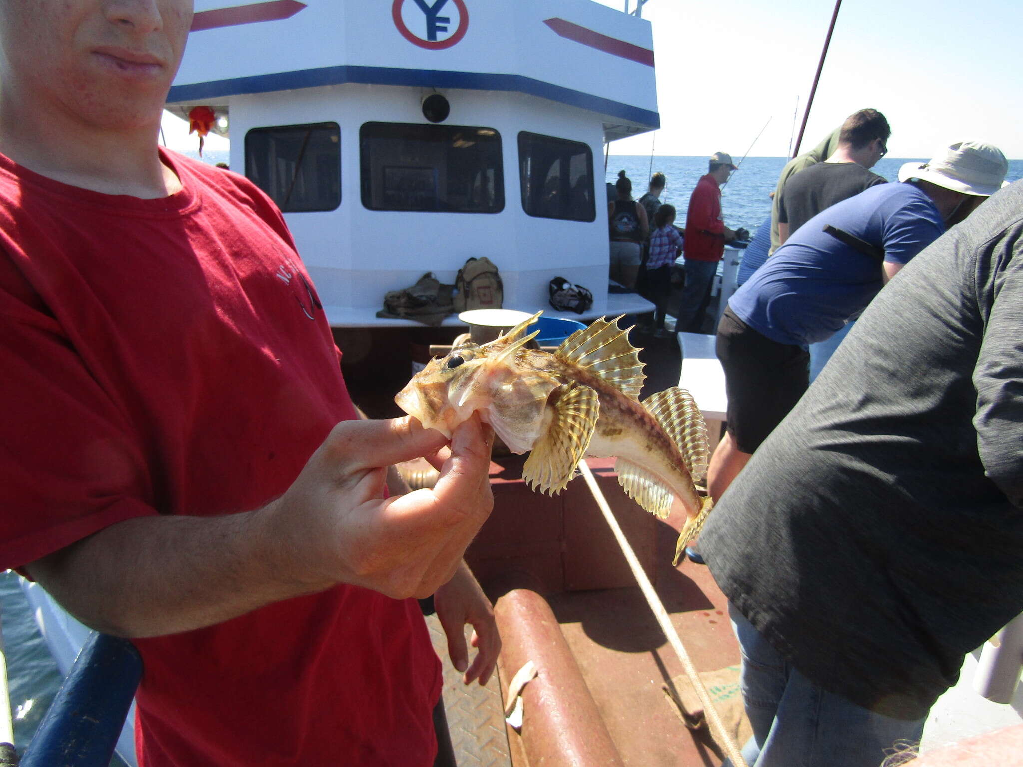 Image of Longhorn sculpin