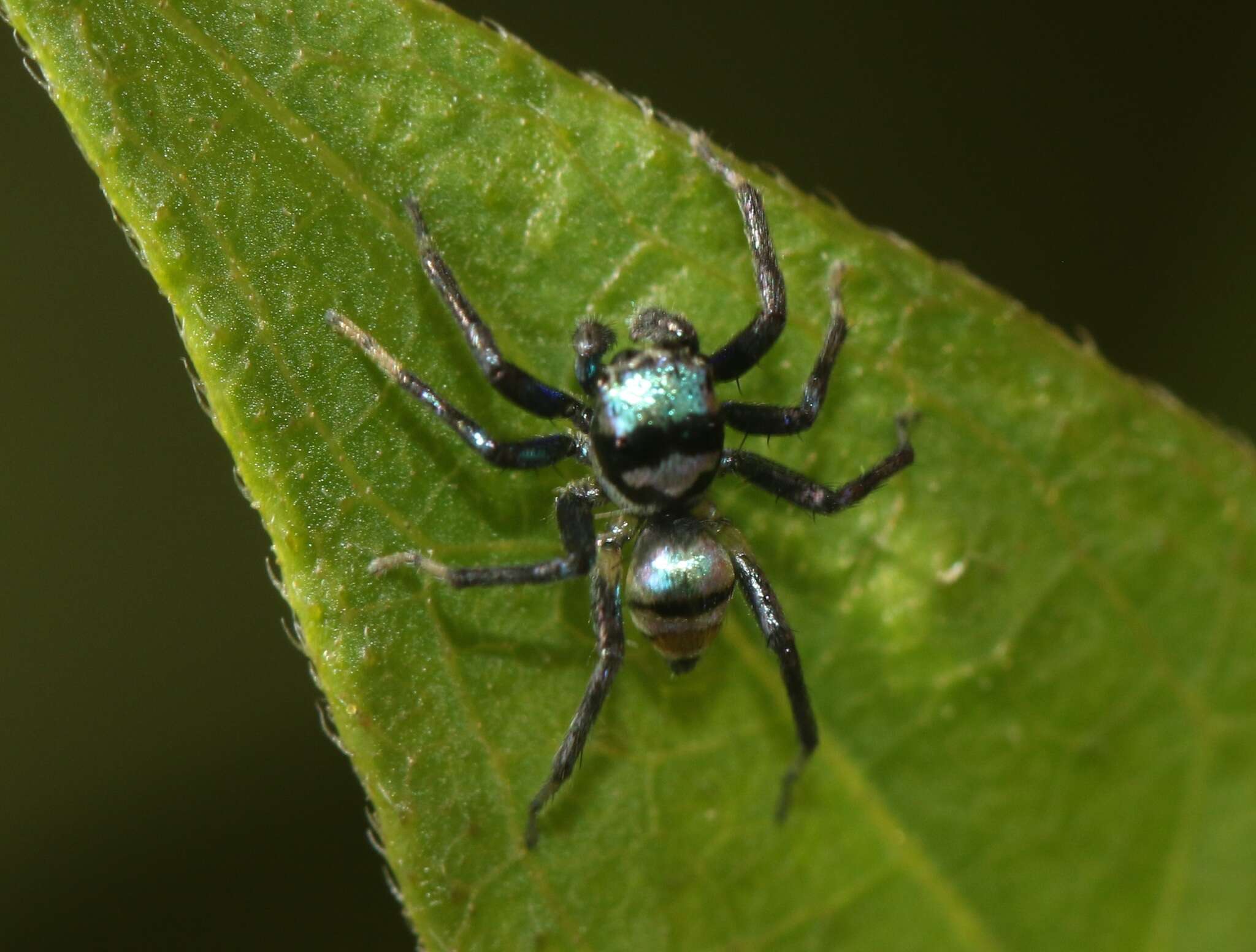 Image of Phintella vittata (C. L. Koch 1846)