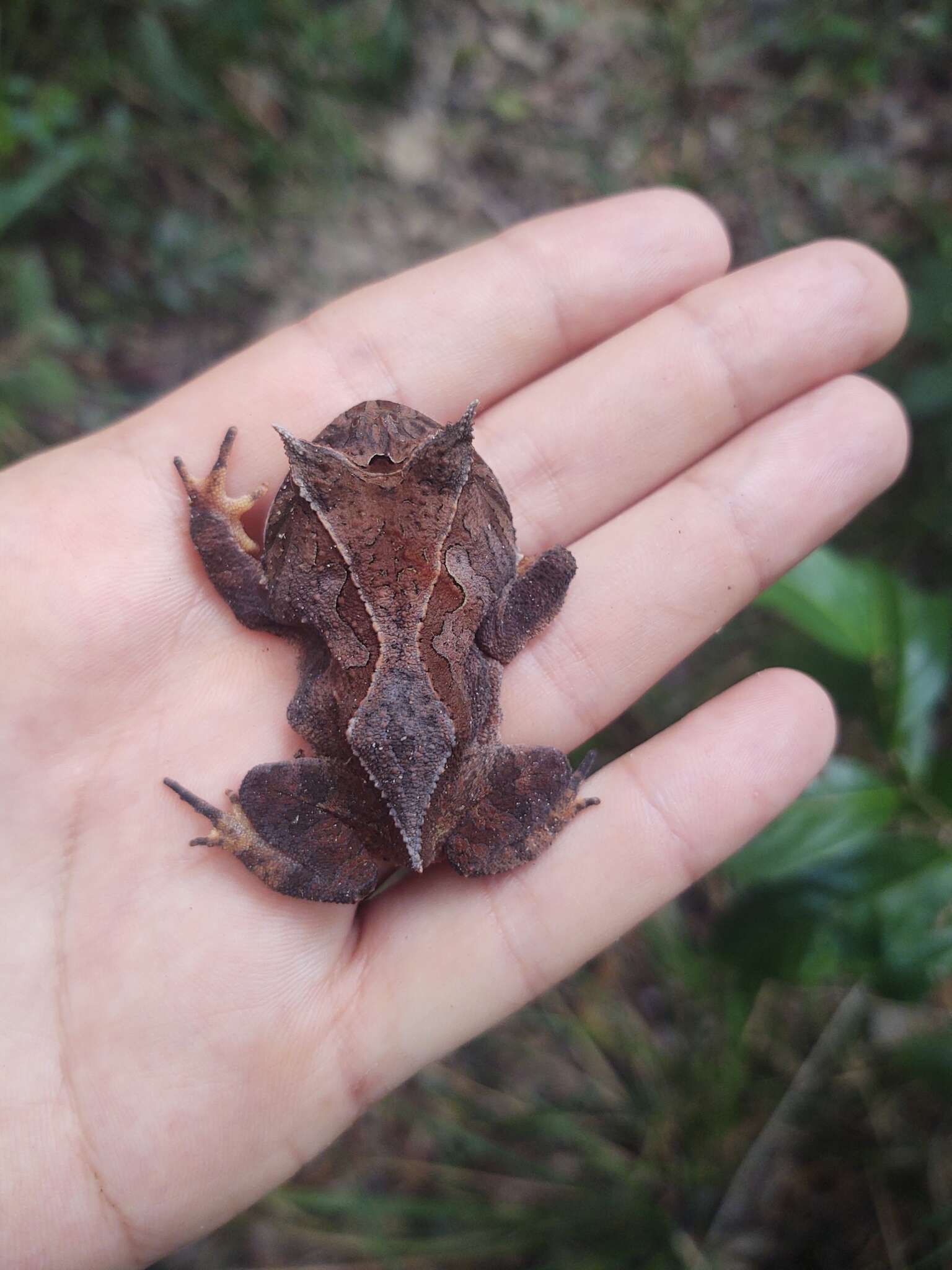 Image of Proceratophrys renalis (Miranda-Ribeiro 1920)