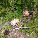 Image of Hyobanche thinophila A. Wolfe