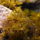 Image of Australian smooth pipefish