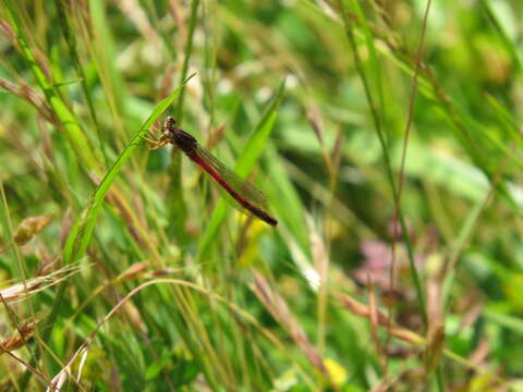 Image de Amphiagrion Selys 1876