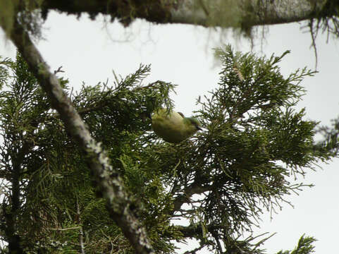 Image of Banded Sunbird