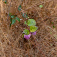 Image of Symphoricarpos × chenaultii Rehder