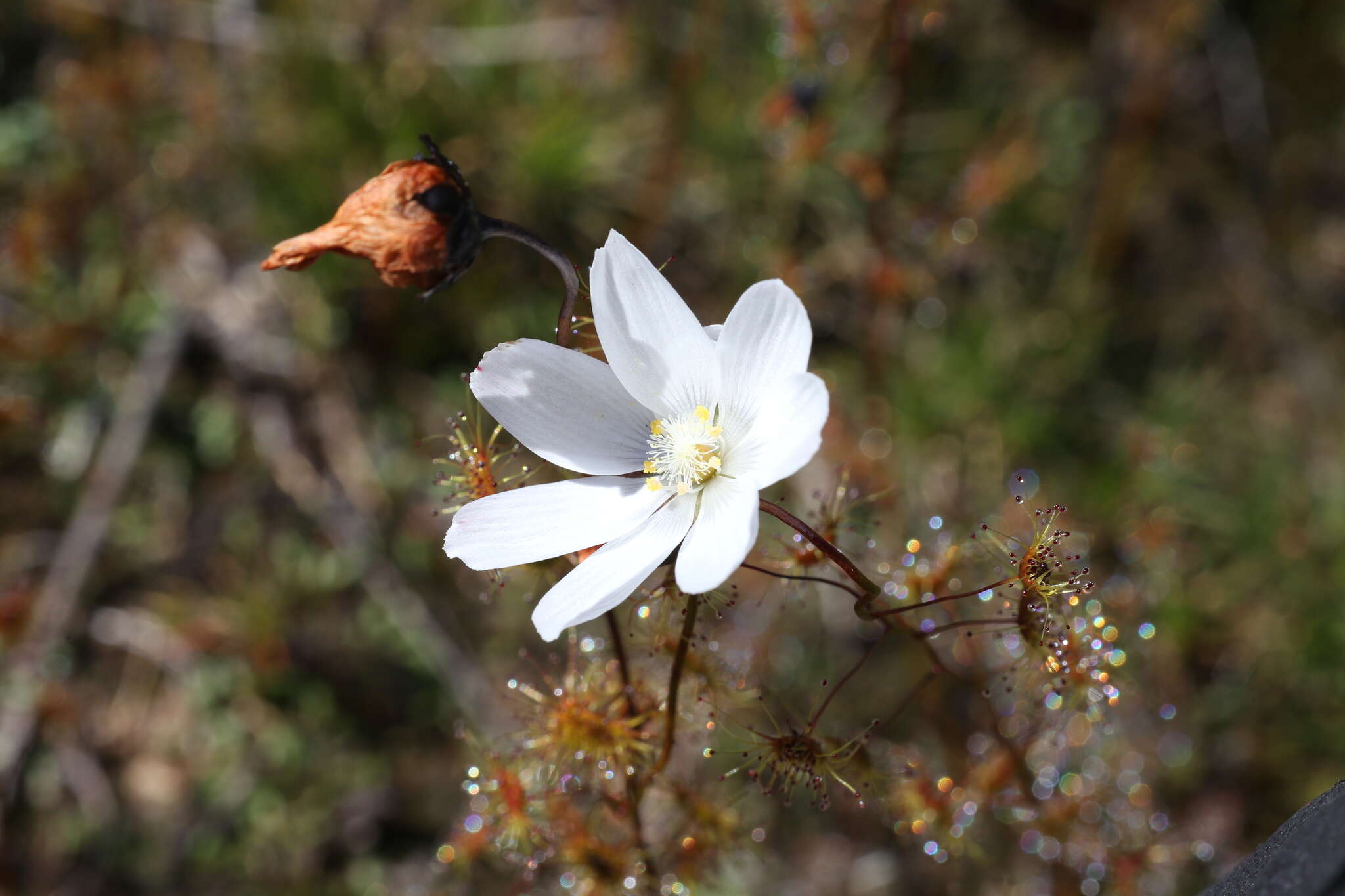 Image of Drosera heterophylla Lindl.