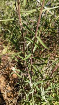 Image of Purdy's penstemon