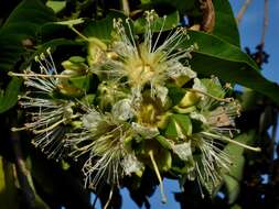 Duabanga grandiflora (Roxb. ex DC.) Walp. resmi