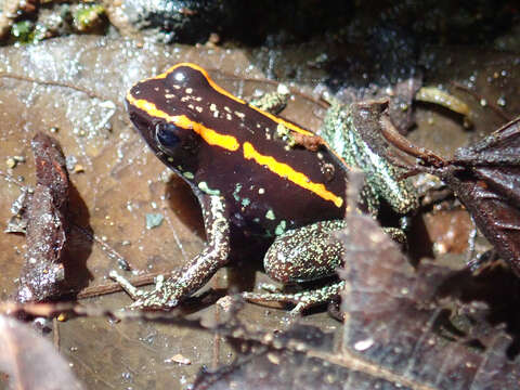 Image of Golfodulcean Poison Frog