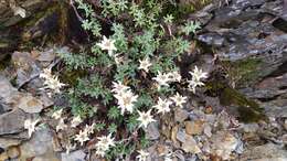 Image of Leontopodium microphyllum Hayata