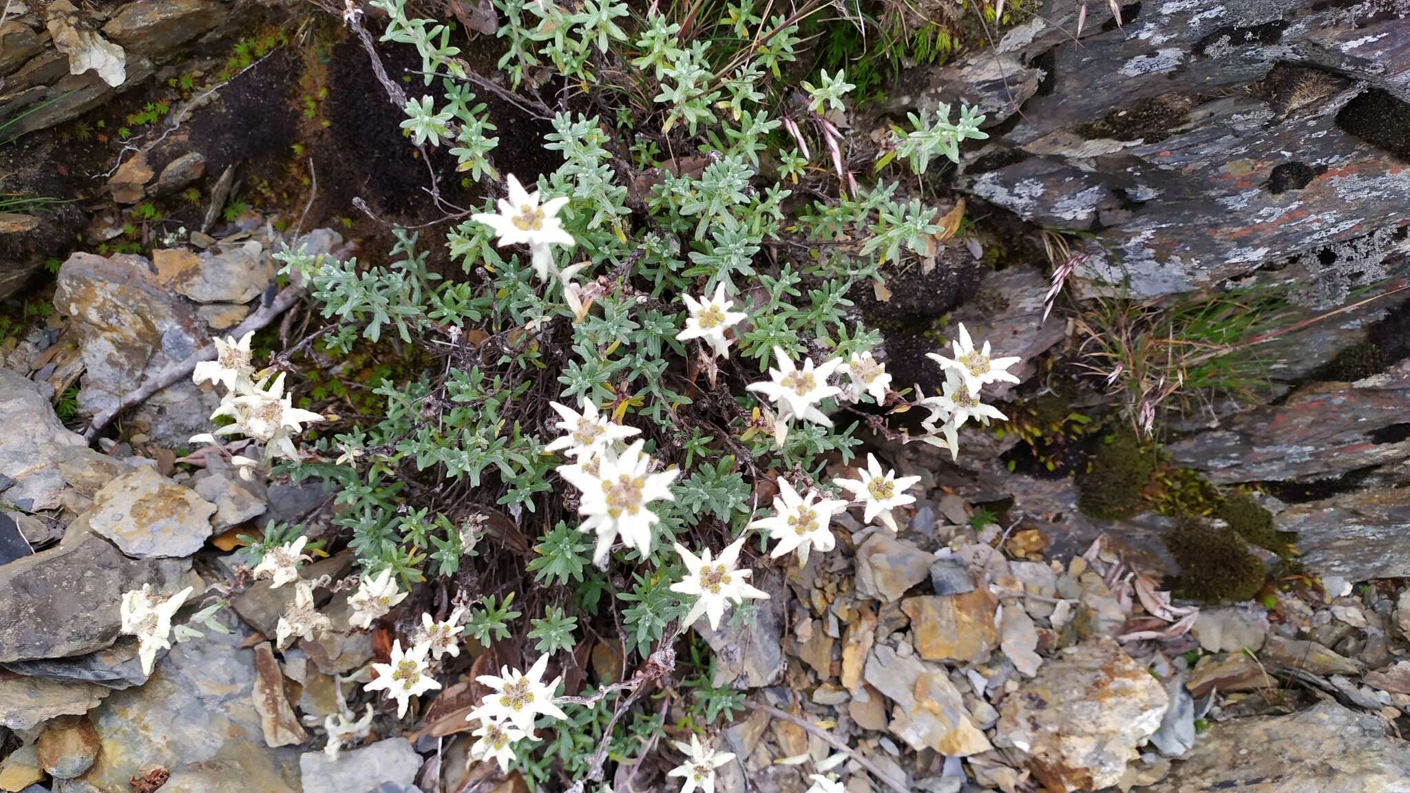 Image of Leontopodium microphyllum Hayata