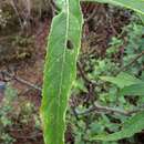 Image de Verbesina angustifolia (Benth.) Blake