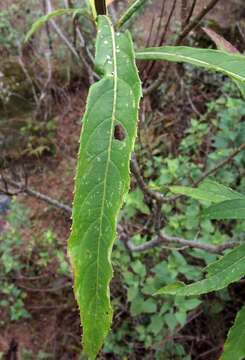 Image of Verbesina angustifolia (Benth.) Blake