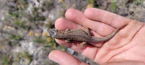 Image of Island Night Lizard