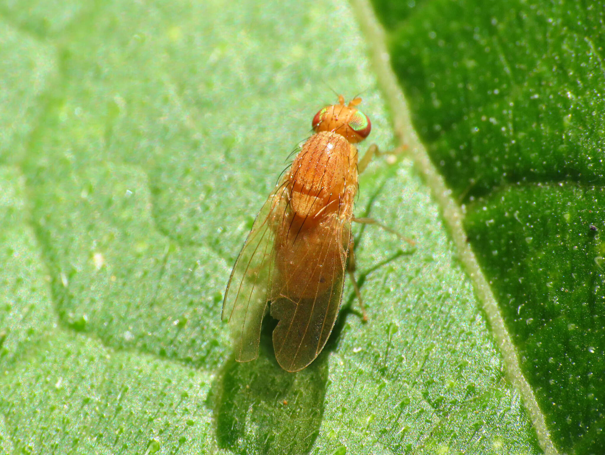 Sivun <i>Sapromyzosoma quadripunctata</i> kuva