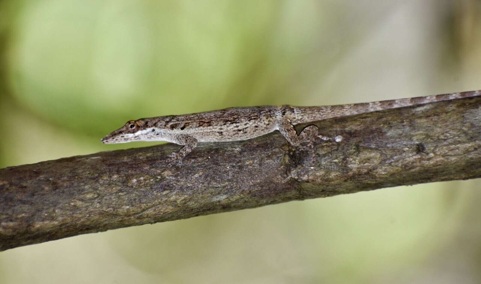 Imagem de Anolis angusticeps Hallowell 1856