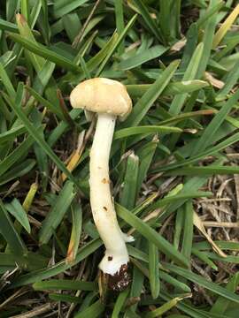 Image of Psilocybe coronilla (Bull.) Noordel. 1995