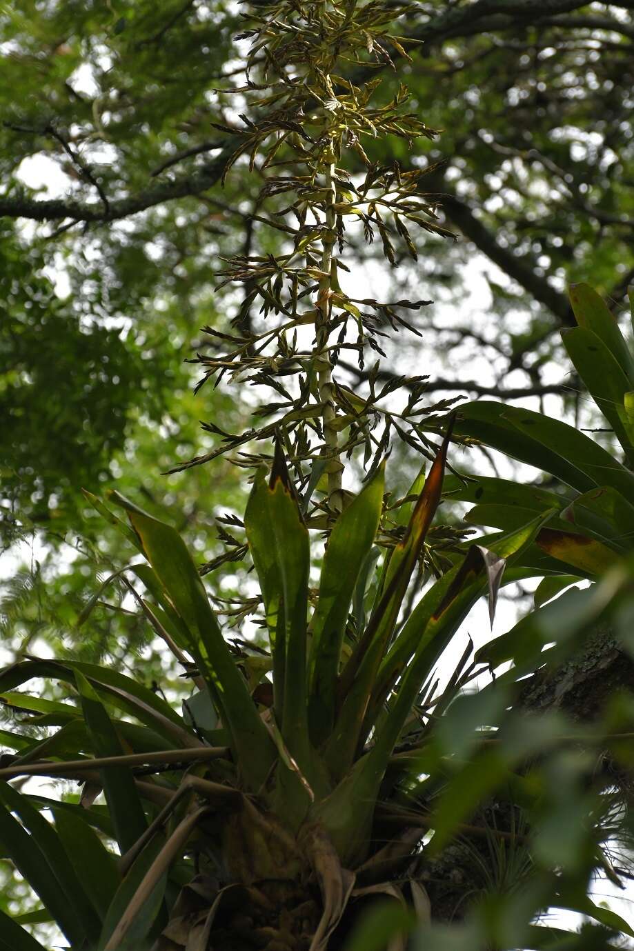 Image of Tillandsia excelsa Griseb.