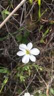 Image of California fairypoppy