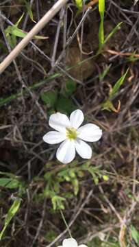 Image of California fairypoppy