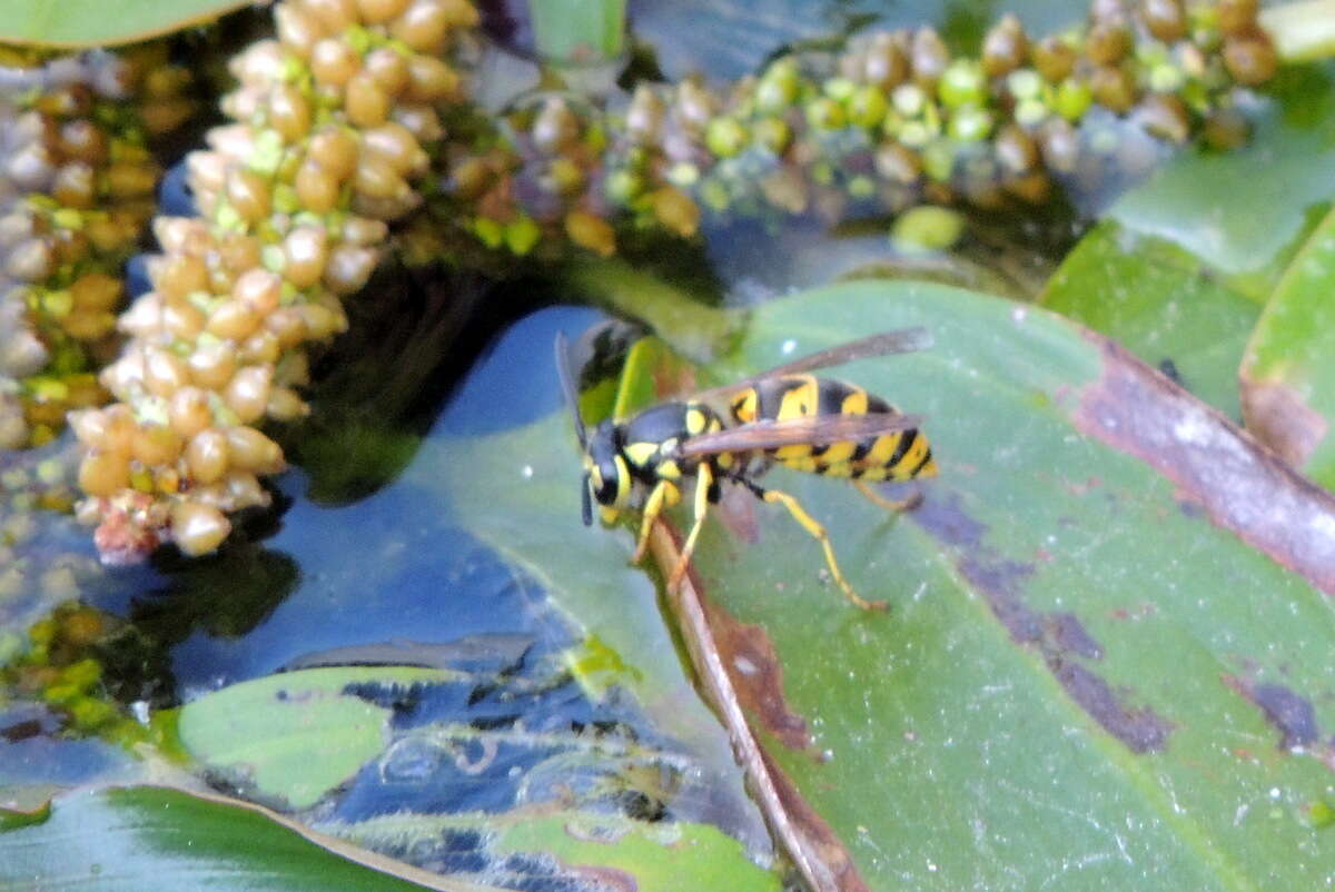 Plancia ëd Vespula germanica (Fabricius 1793)