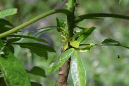 Image of Theobroma speciosum Willd. ex Spreng.
