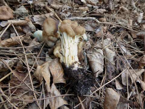 Image of Helvella fusca Gillet 1879