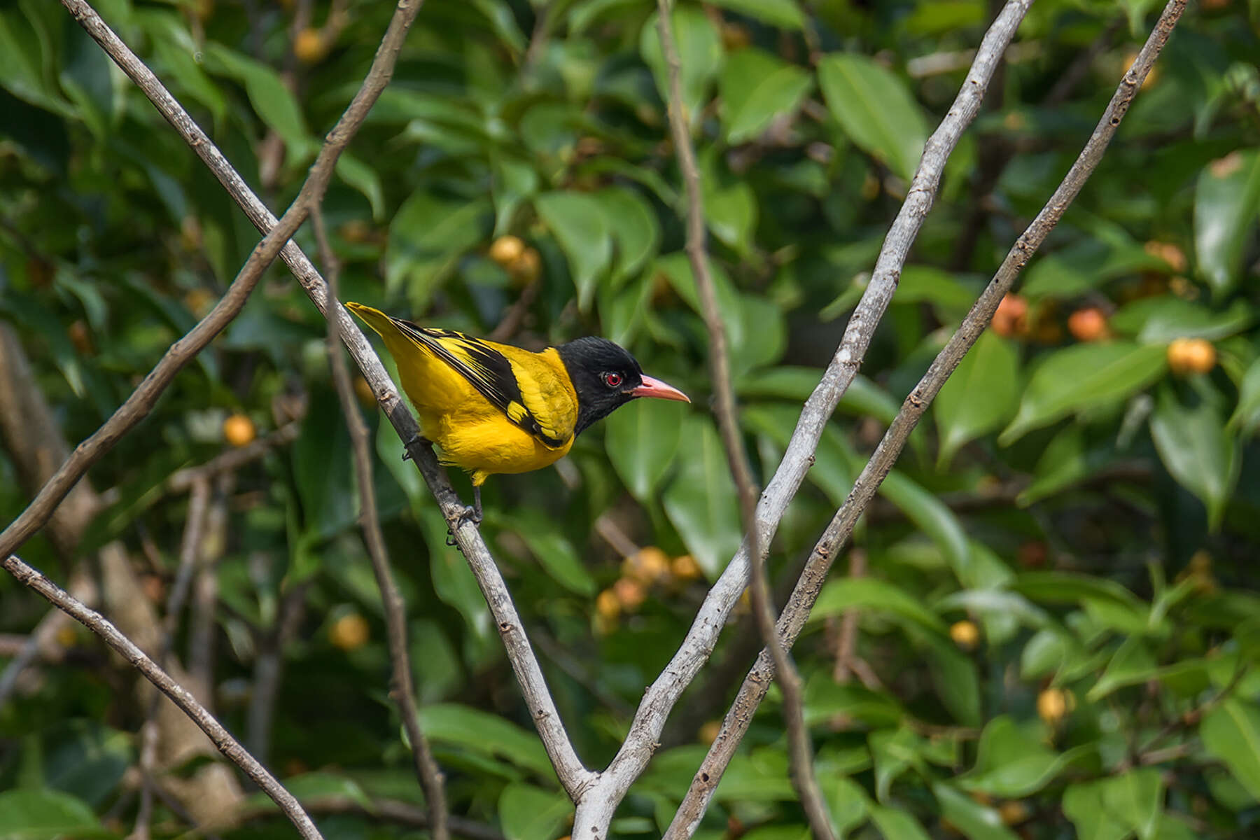 Image of Oriolus xanthornus xanthornus (Linnaeus 1758)