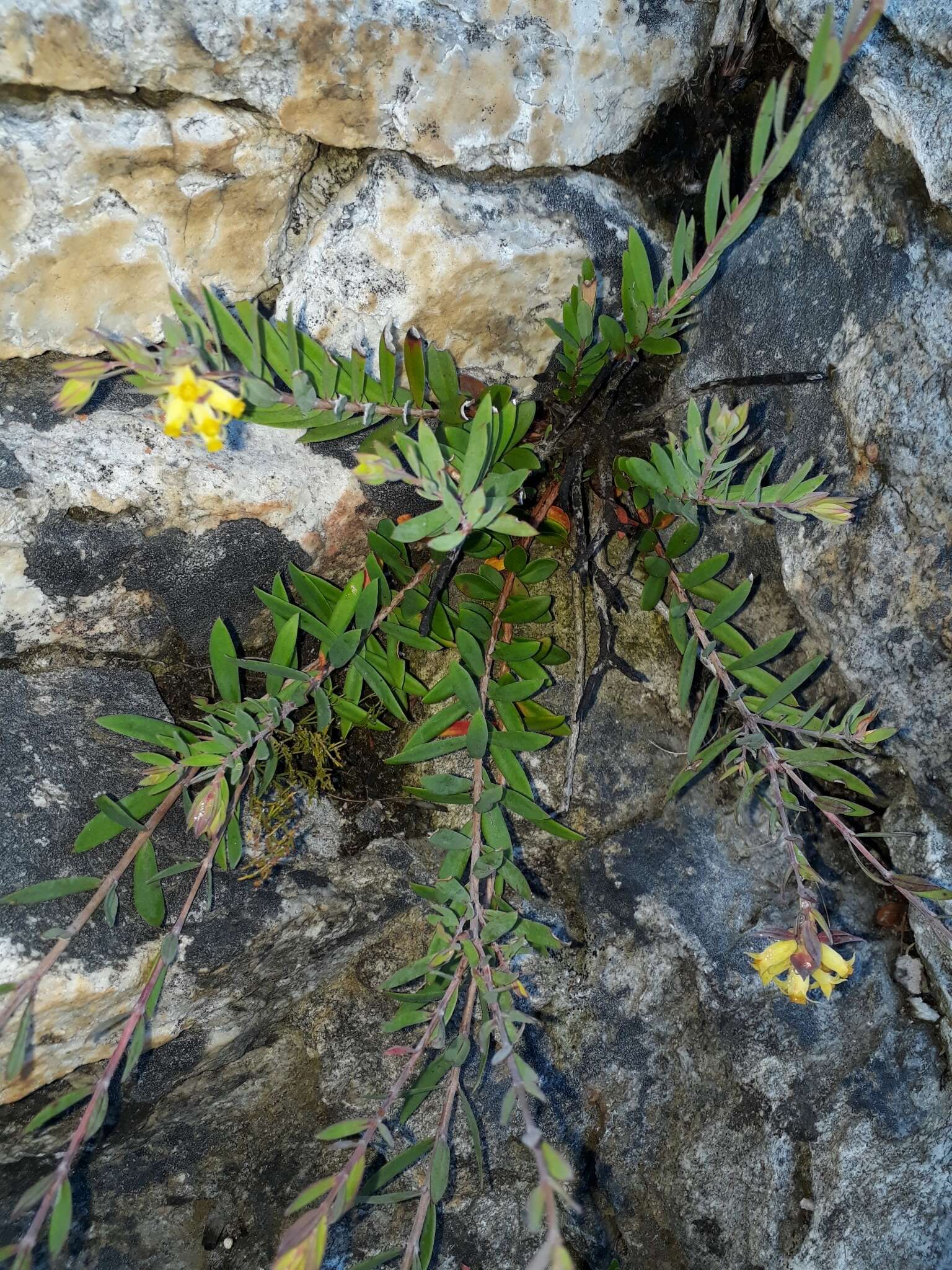 Penaea acutifolia A. Juss.的圖片