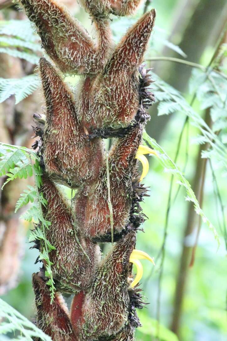 Image of Heliconia vellerigera Poepp.