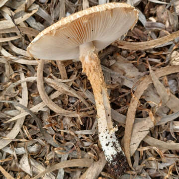 Image of Saproamanita nauseosa (Wakef.) Redhead, Vizzini, Drehmel & Contu 2016