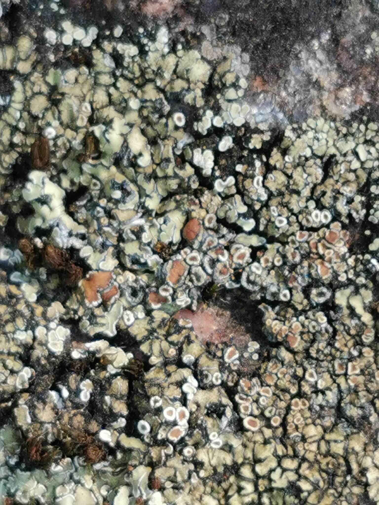 Image of <i>Lecanora bolcana</i>