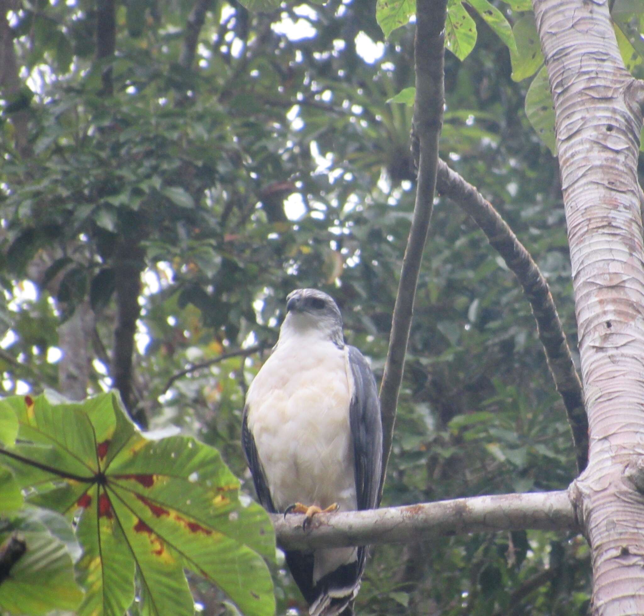 Image of Gray-backed Hawk