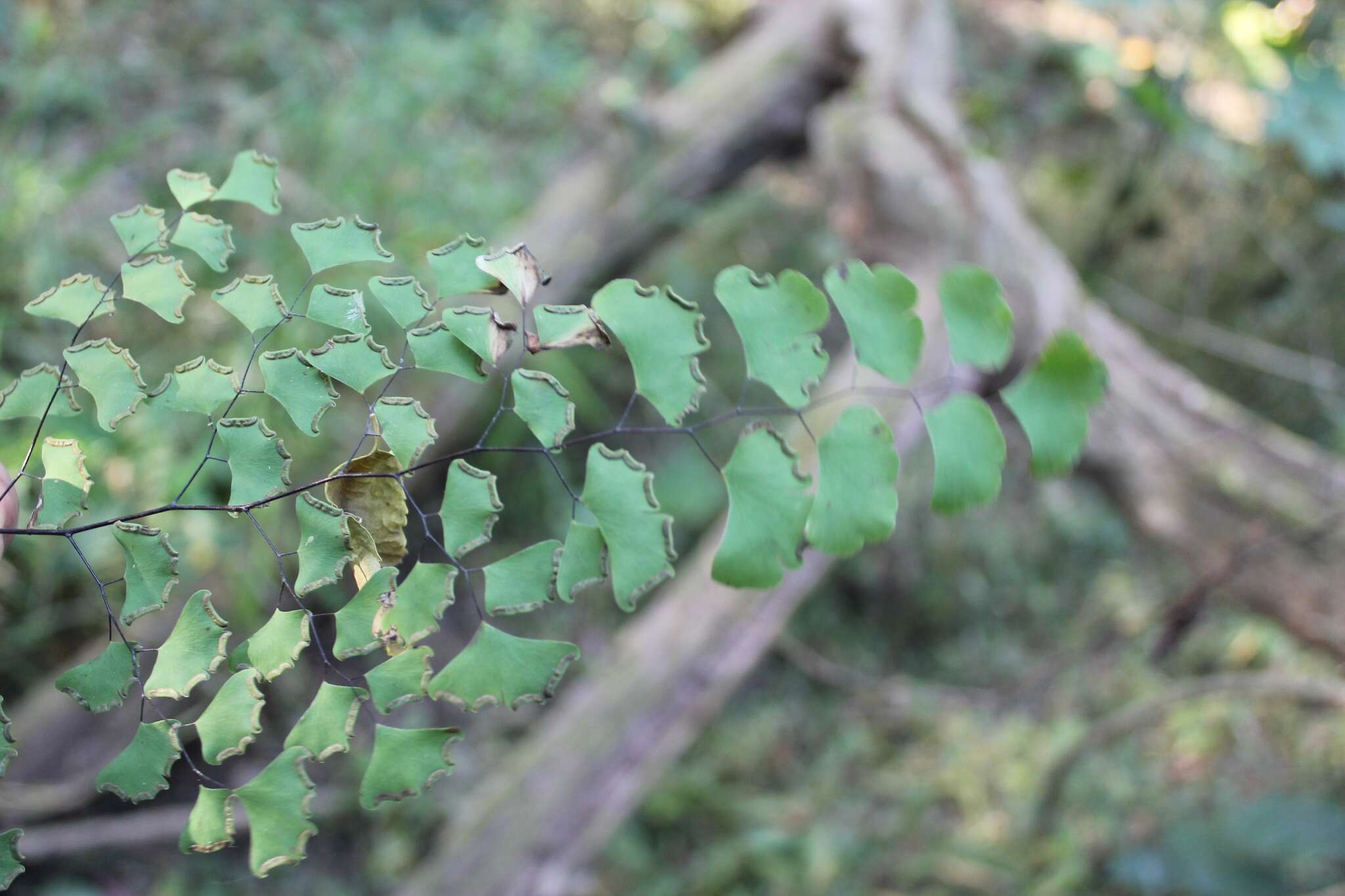 Image of Adiantum braunii Mett. ex Kuhn