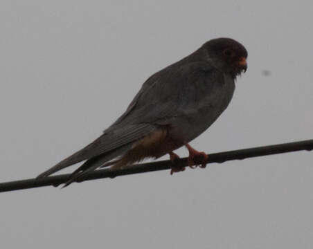 Image of Amur Falcon