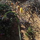 Image of Albuca tenuifolia Baker